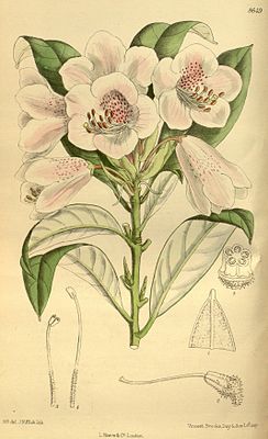 Rhododendron hypoglaucum 142-8649.jpg