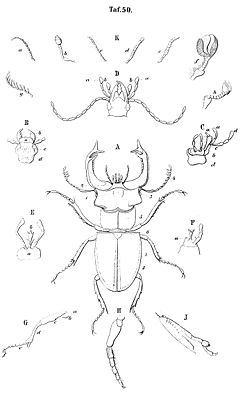 Zeichnung eines Hirschkäfers (Mitte) und verschiedener Körperteile anderer Käferarten. Aus C. G. Calwer’s Käferbuch. 3. Auflage. Thienemanns, Stuttgart 1876.