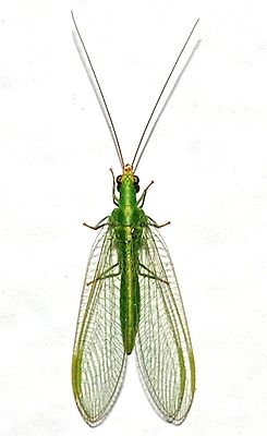 Chrysoperla mediterranea 0125.JPG