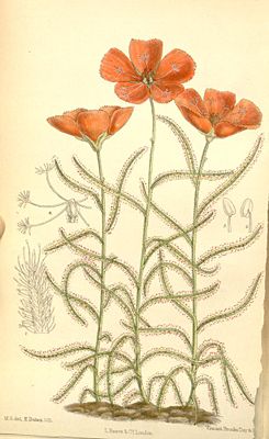 Drosera cistiflora, Illustration.