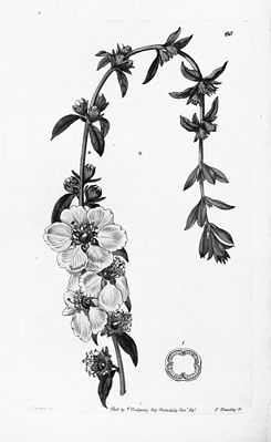 Sinicuichi (Heimia salicifolia), Illustration.
