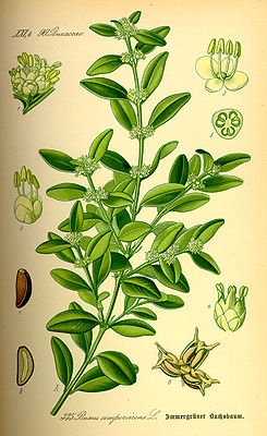 Gewöhnlicher Buchsbaum (Buxus sempervirens), Illustration.