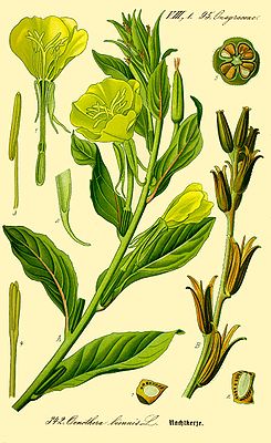 Gemeine Nachtkerze (Oenothera biennis), Illustration