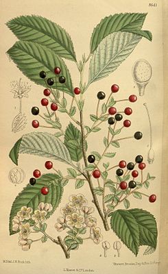 Prunus maximowiczii 141-8641.jpg