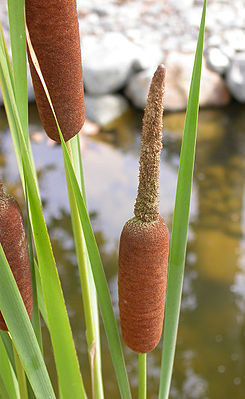 Rohrkolben (Typha spec.), fruchtend