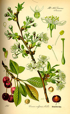 Sauerkirsche (Prunus cerasus)
