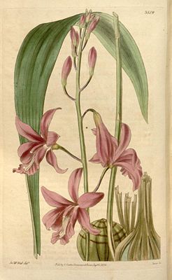 Bletia patula, Illustration aus Curtis's Botanical Magazine