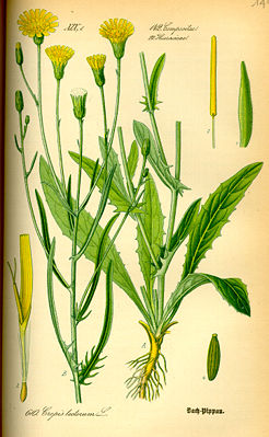 Dach-Pippau (Crepis tectorum)