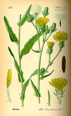 Gewöhnliches Bitterkraut (Picris hieracioides), Illustration