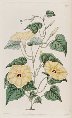 Ipomoea ochracea (Convolvulus ochraceus) Bot. Reg., 13. 1060. 1827..jpg