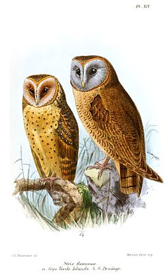 Hispaniola-Schleiereule (Tyto glaucops) (rechts), links eine Kapverde-Schleiereule (Tyto detorta)