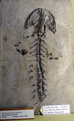 Fossil von Andrias scheuchzeri im Museum für Naturkunde Berlin.
