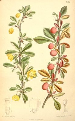 Zeichnung von Berberis angulosa aus „Curtis' Botanical Magazine“ (1889)