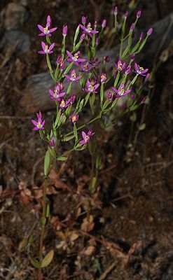 Centaurium spicatum.jpg