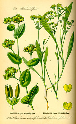 Rundblättriges Hasenohr (Bupleurum rotundifolium) und Sichelblättriges Hasenohr (Bupleurum) falcatum), Illustration