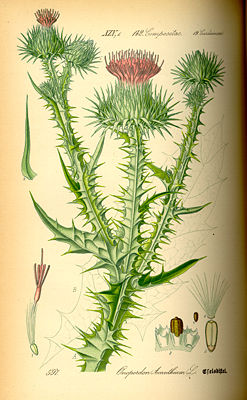 Gewöhnliche Eselsdistel (Onopordum acanthium), Illustration aus Thomé Flora von Deutschland, Österreich und der Schweiz 1885.