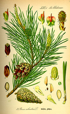 Waldkiefer (Pinus sylvestris), Illustration