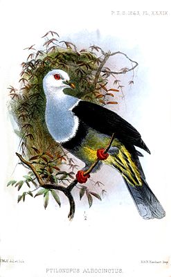  Ptilinopus cinctus albocinctus