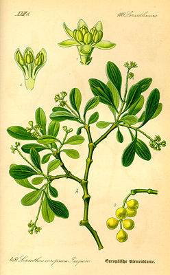 Eichenmistel (Loranthus europaeus)