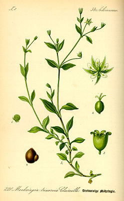 Dreinervige Nabelmiere (Moehringia trinervia), Illustration
