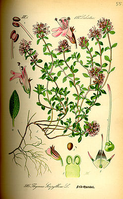 Thymian (Thymus serpyllum), Illustration