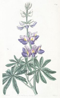 Anden-Lupine (Lupinus mutabilis), Illustration.