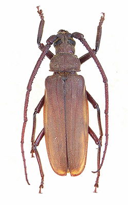 Körnerbock ♂ (Aegosoma scabricorne)