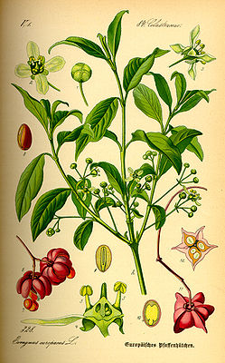 Gewöhnlicher Spindelstrauch, oder Europäisches Pfaffenhütchen genannt, (Euonymus europaeus), Illustration.
