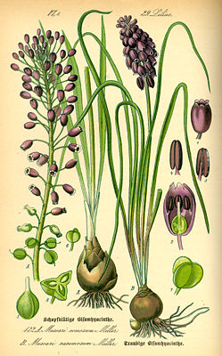 Illustration: links: Schopfige Traubenhyazinthe (Muscari comosum) rechts: Weinbergs-Traubenhyazinthe (Muscari racemosum)