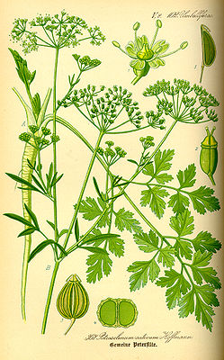 Petersilie (Petroselinum crispum), Illustration