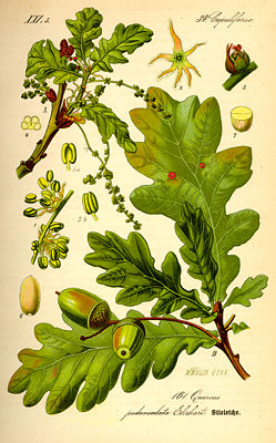 Stiel-Eiche (Quercus robur), Illustration