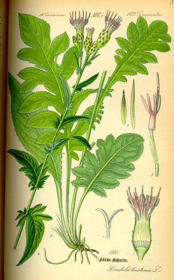 Färberscharte (Serratula tinctoria)