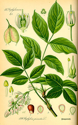 Gemeine Pimpernuss (Staphylea pinnata), Illustration.
