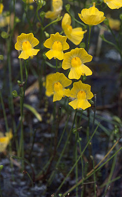 Zwerg-Wasserschlauch (Utricularia gibba)