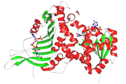 Glucose-6-phosphat-Dehydrogenase