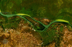 NASA-World-Wind-Satellitenbild:Der Gambia fließt hier im Bildausschnitt in westlicher Richtung.