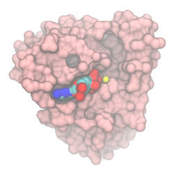 Adenosyl-Ribosylierungs-Faktor