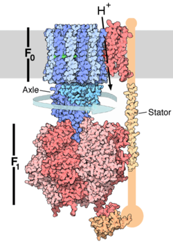 ATP-Synthase