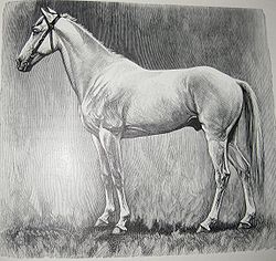 Abbildung aus C.G.Wrangel, Die Rassen des Pferdes