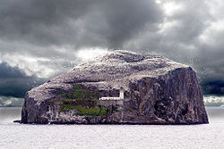 Der Bass Rock ist so dicht mit Basstölpeln besiedelt, dass er wie mit Schnee bedeckt wirkt