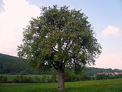 Birnbaum bei Bad Bocklet, 2.jpg