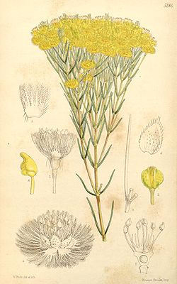 Verticordia nitens, Illustration.