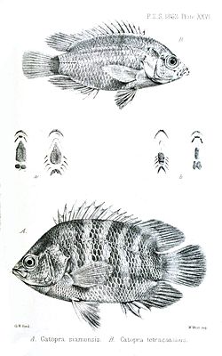 Pristolepis marginata (oben) und Pristolepis fasciata