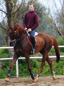 Cavallo Anglo Arabo Sardo.JPG