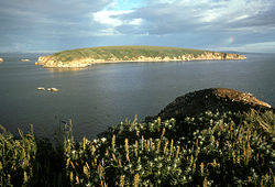 Chamisso Island von Puffin Island aus gesehen