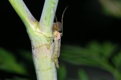 Chironomidae fg02 20060623 Nied Selzerbrunnen.jpg