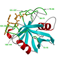 Peptidyl-Prolyl-cis-trans-Isomerasen