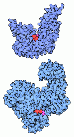 DNA-Ligase