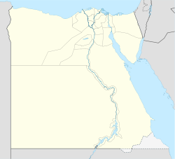 Fettschwanz-Rennmaus (Ägypten)