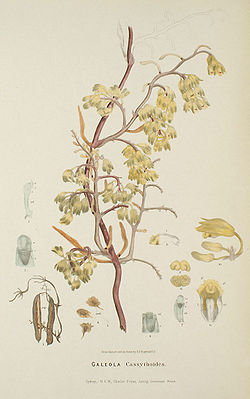Erythrorchis cassythoidesBildtafel 26 in:R. D. Fitzgeraldi: Australian Orchids (1882)